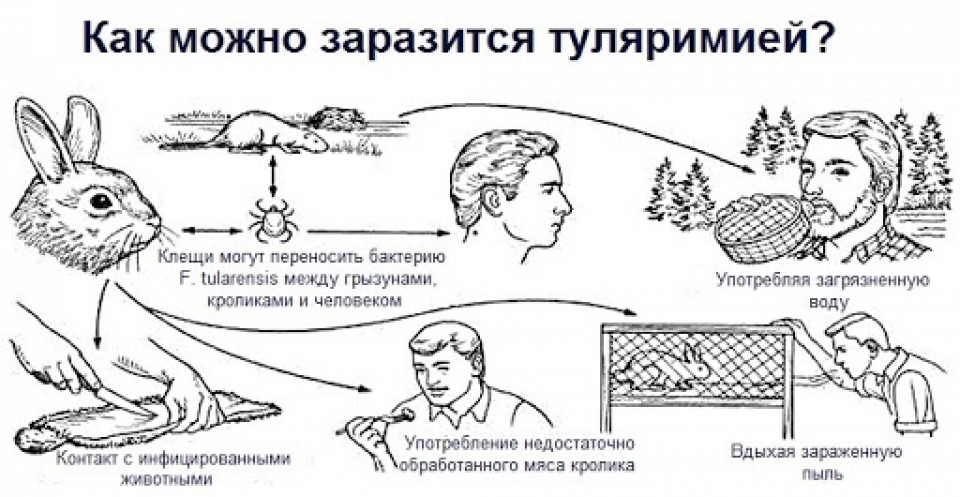 Туляремия презентация инфекционные болезни